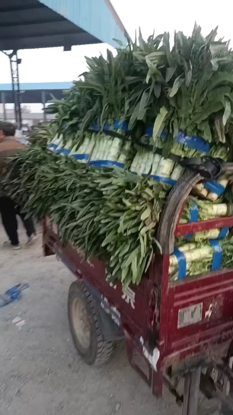 红叶香莴笋量大从优价格便宜供货量大来电采购