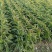 红叶香莴笋量大从优价格便宜供货量大来电采购
