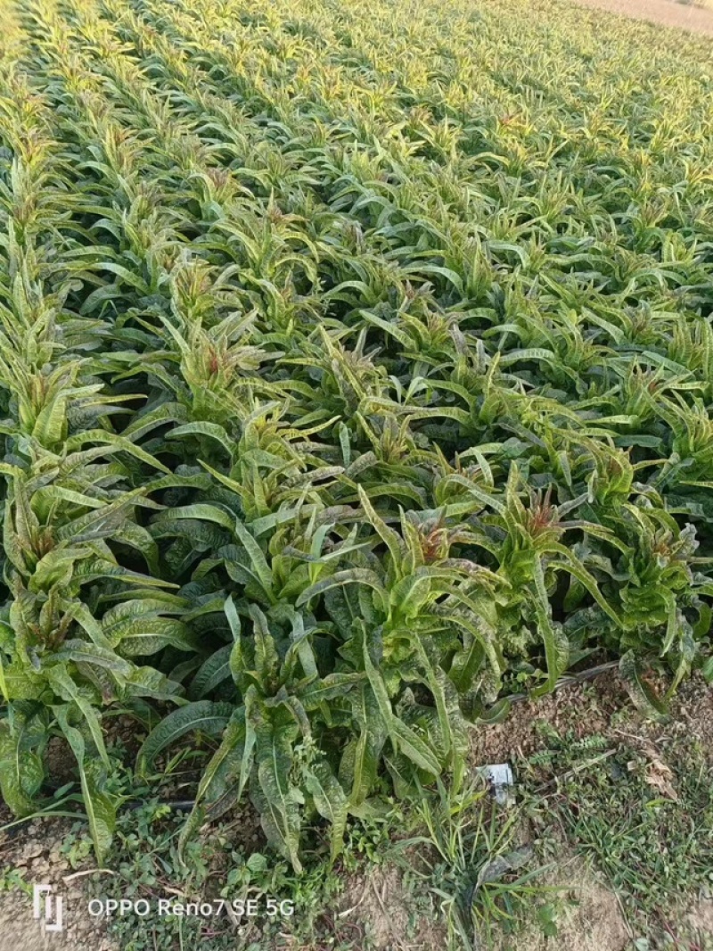 红叶香莴笋量大从优价格便宜供货量大来电采购