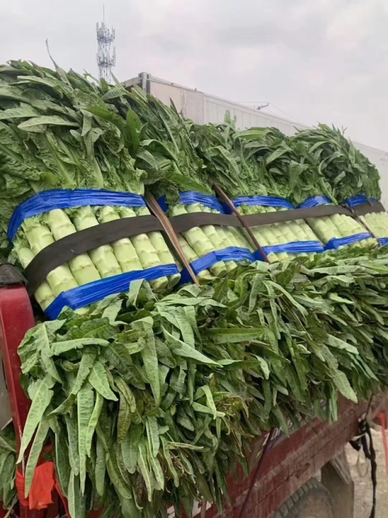 红叶香莴笋量大从优价格便宜供货量大来电采购