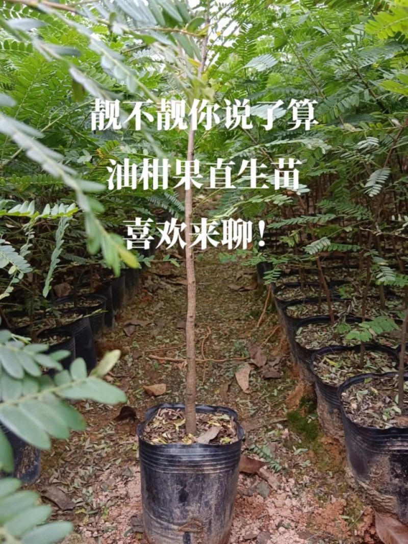 余甘果苗！直生苗嫁接苗