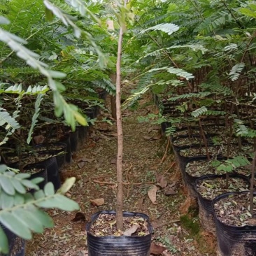 余甘果苗！直生苗嫁接苗