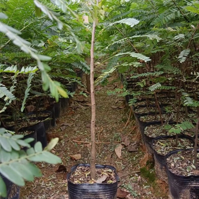 余甘果苗！直生苗嫁接苗