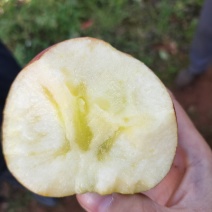 大凉山糖心丑苹果