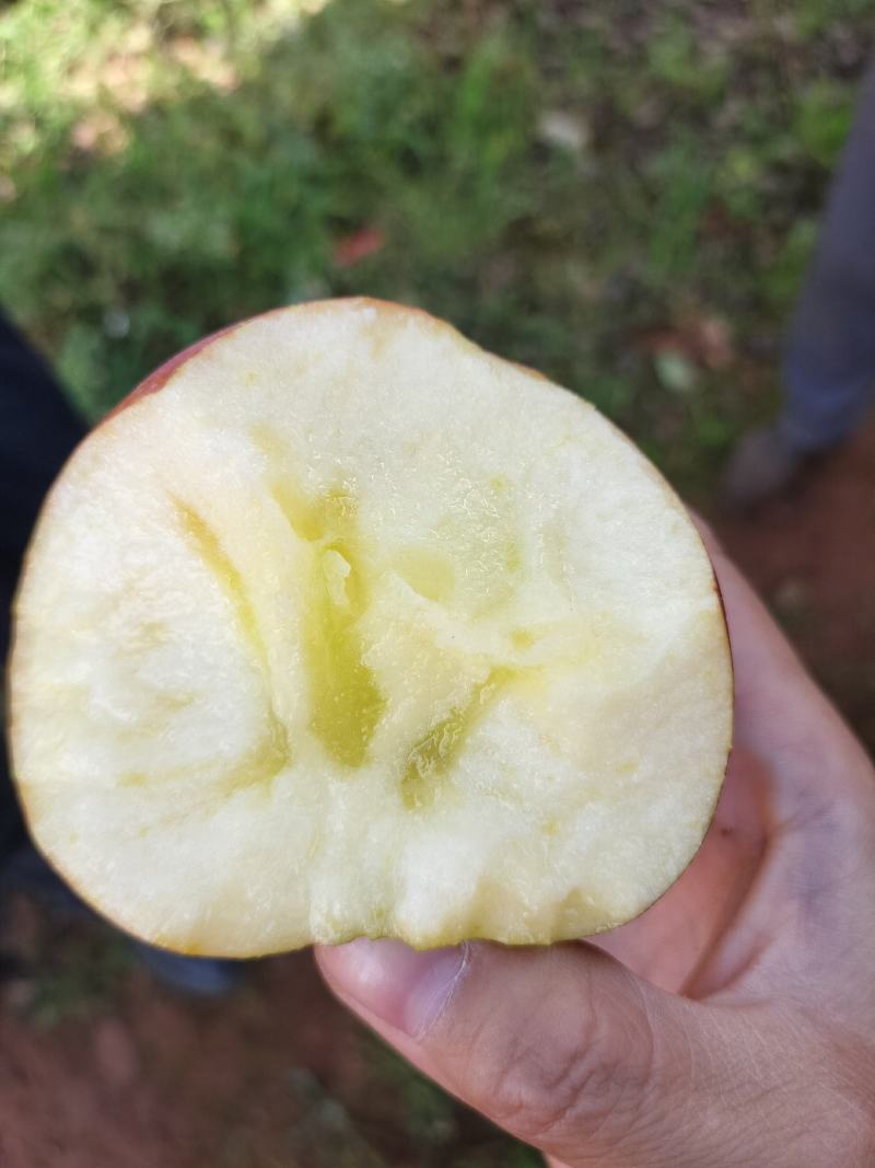 大凉山糖心丑苹果