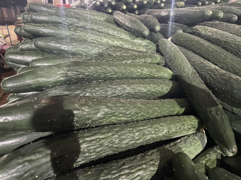精品推选，广东黄瓜，青瓜，颜色鲜艳，质量保证，欢迎各位