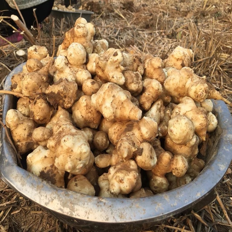 洋姜菊芋鬼子姜产地发货白皮红皮品种齐全