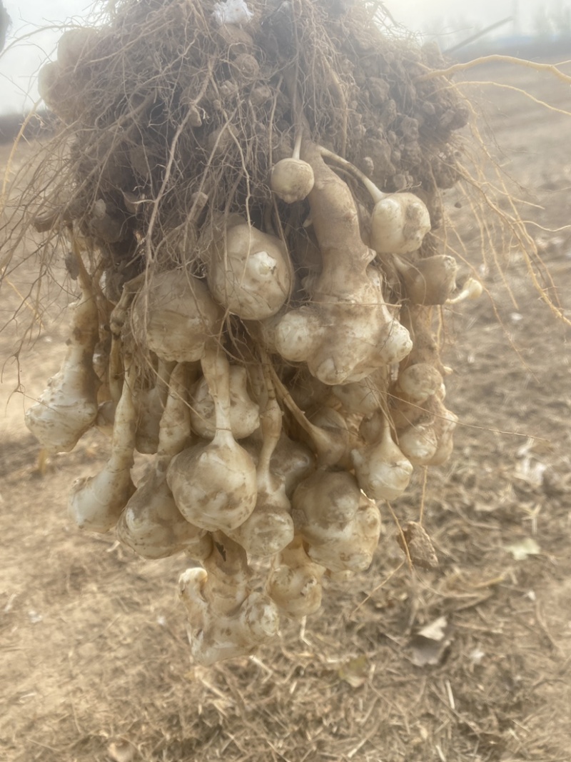 洋姜菊芋鬼子姜产地发货白皮红皮品种齐全