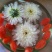 怀菊花