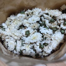 怀菊花