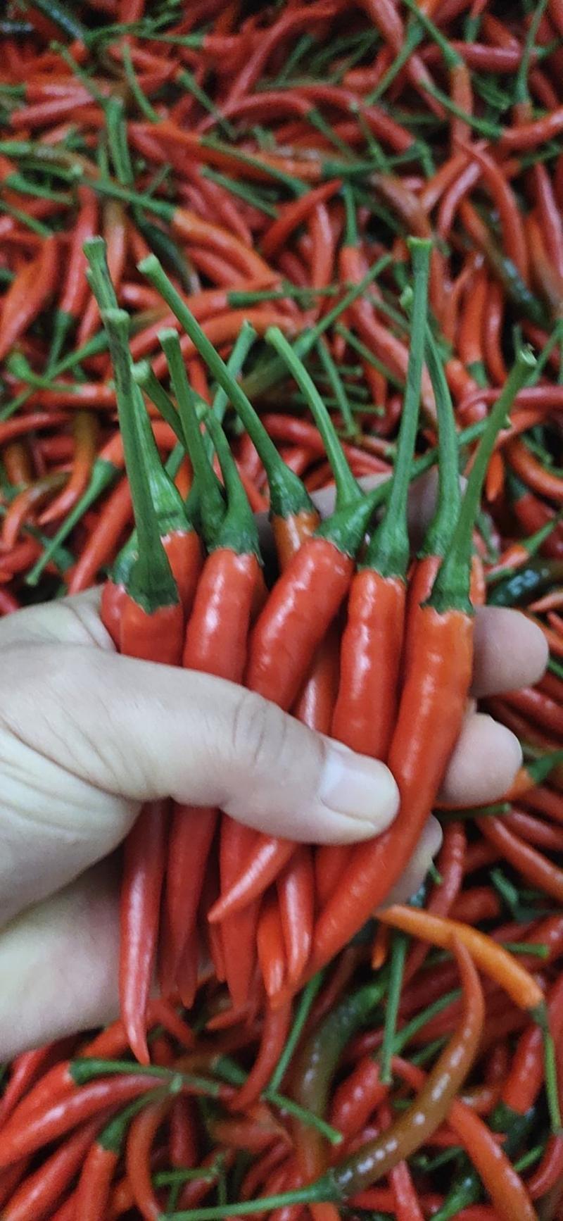 朝天椒，鲜辣椒广西产地货源，质好价优，以质论价，电联