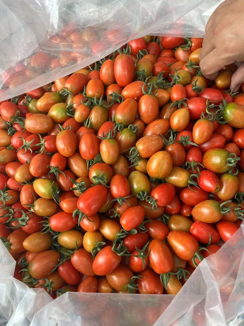 圣女果小番茄黄色圣女果支持一件大批量批发和团购