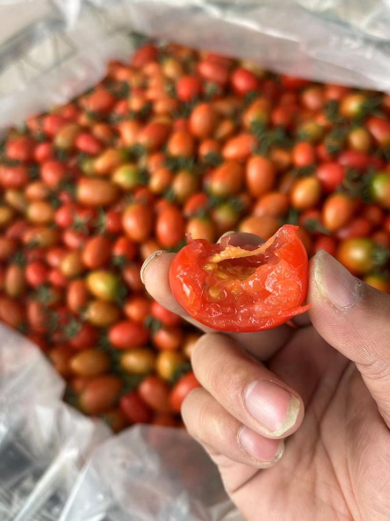 圣女果小番茄黄色圣女果支持一件大批量批发和团购