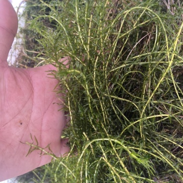 伊乐藻吃不败虾蟹养殖专用低温水草。