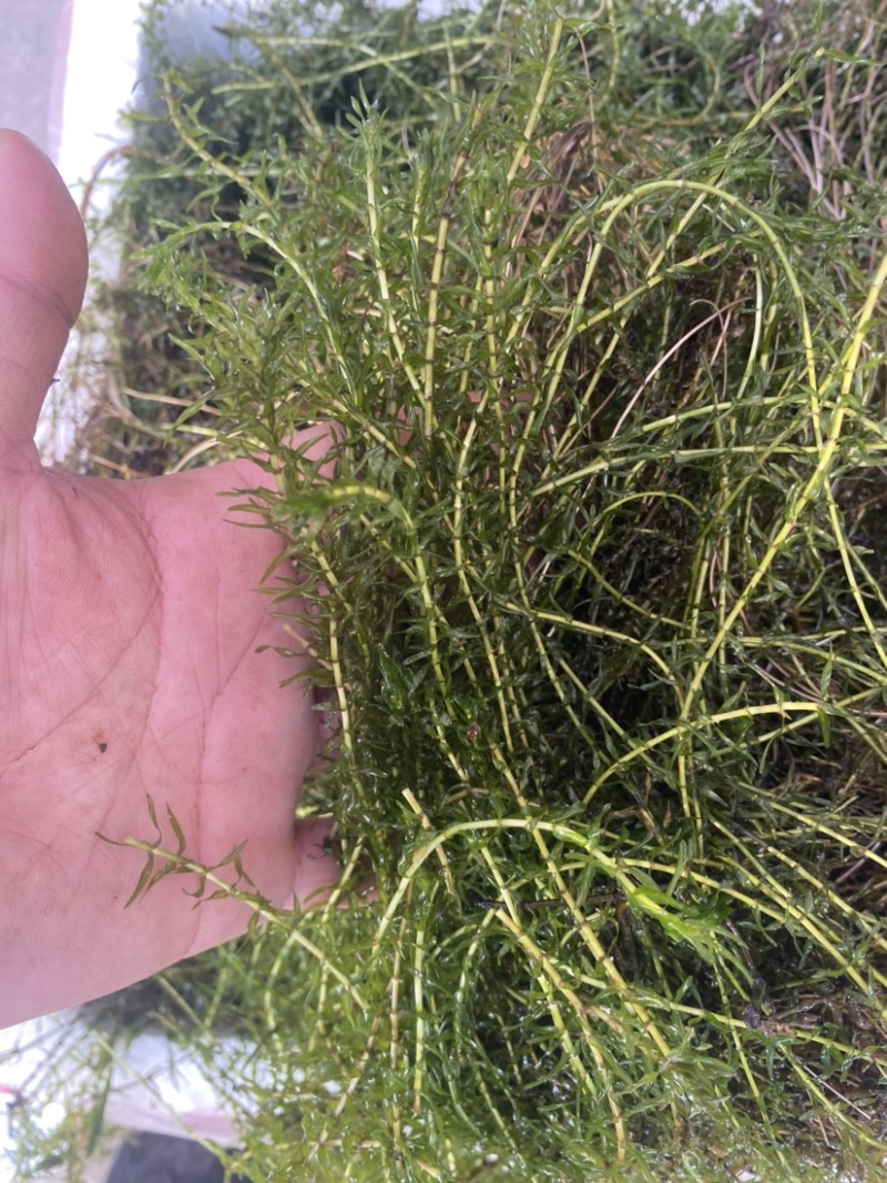 伊乐藻吃不败虾蟹养殖专用低温水草。