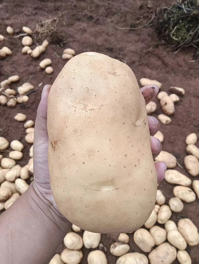 云南土豆大量有货价格优惠