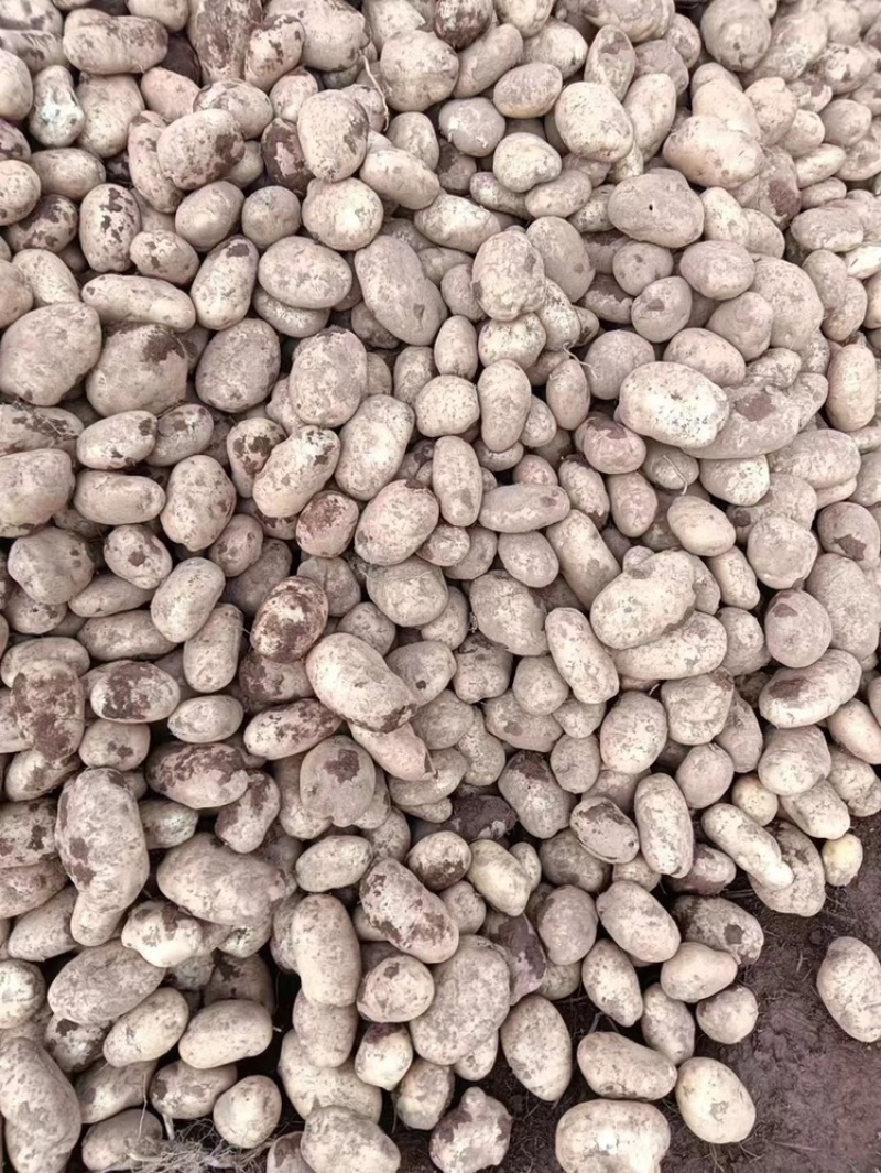 云南土豆大量有货价格优惠