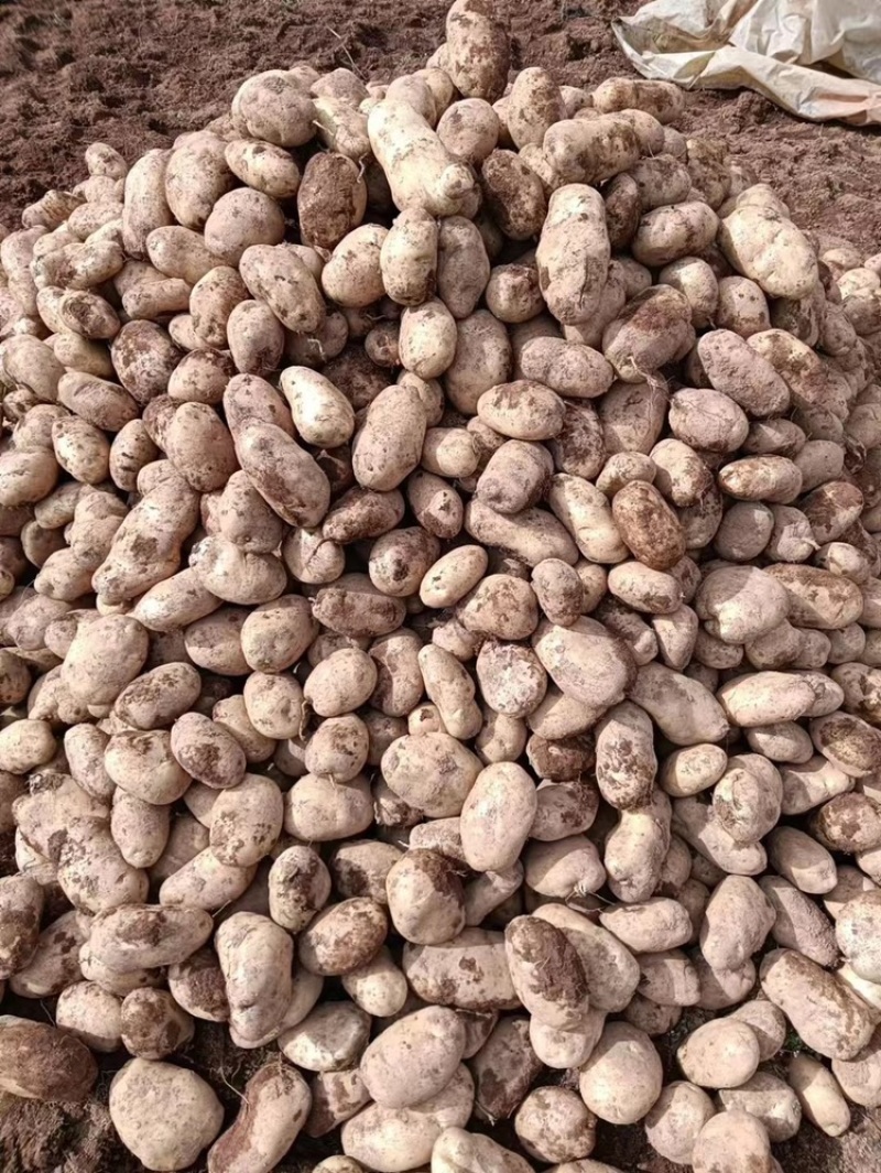 云南土豆大量有货价格优惠