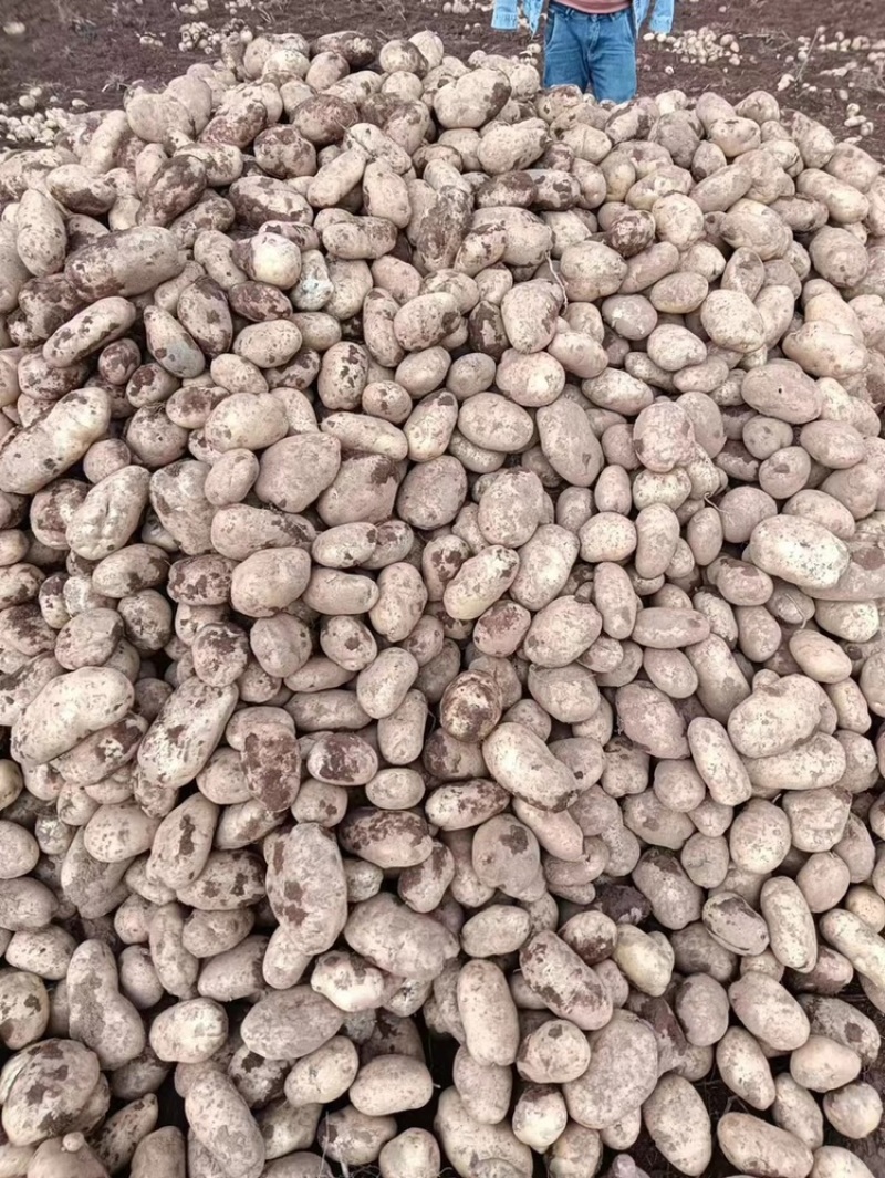 云南土豆大量有货价格优惠