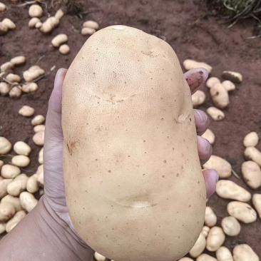 云南土豆大量有货价格优惠