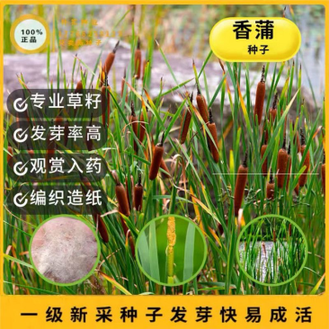 香蒲种子多年生宿根挺水型水生观赏花卉食用东方香蒲草蒲黄蒲