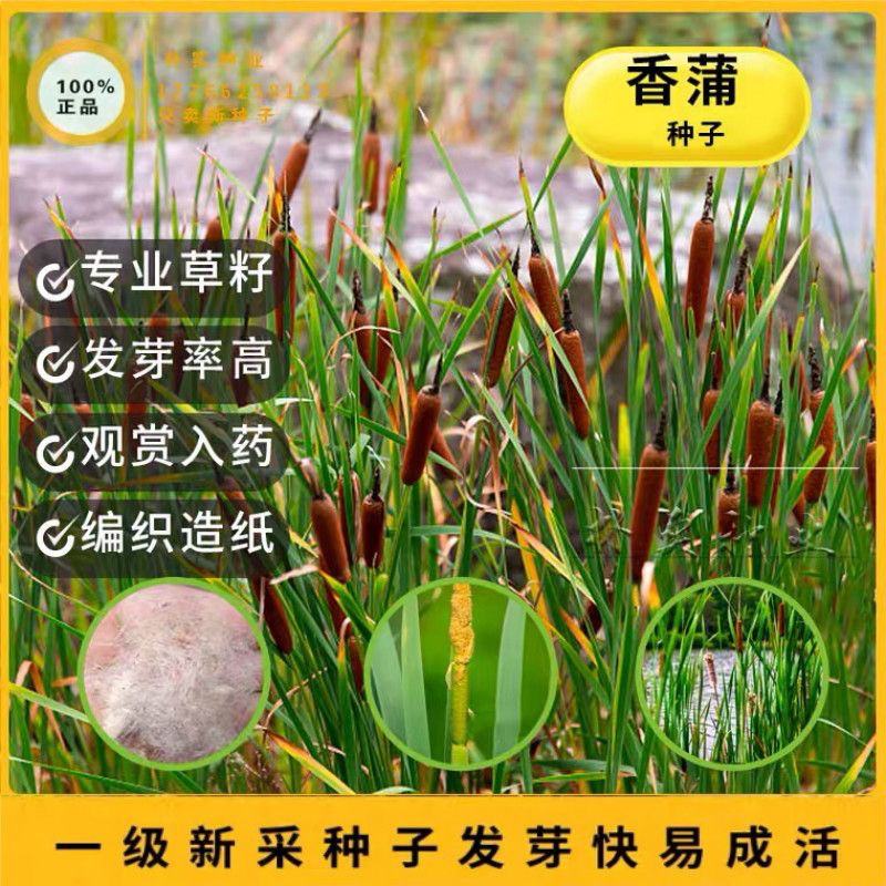 香蒲种子多年生宿根挺水型水生观赏花卉食用东方香蒲草蒲黄蒲