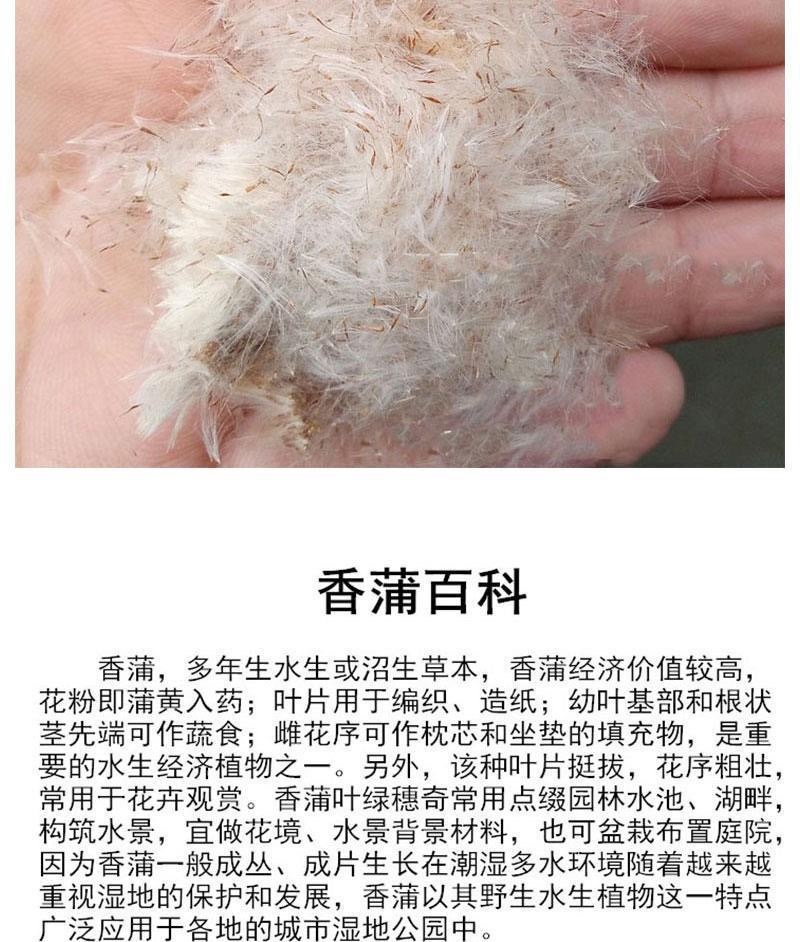 香蒲种子多年生宿根挺水型水生观赏花卉食用东方香蒲草蒲黄蒲