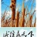 香蒲种子多年生宿根挺水型水生观赏花卉食用东方香蒲草蒲黄蒲
