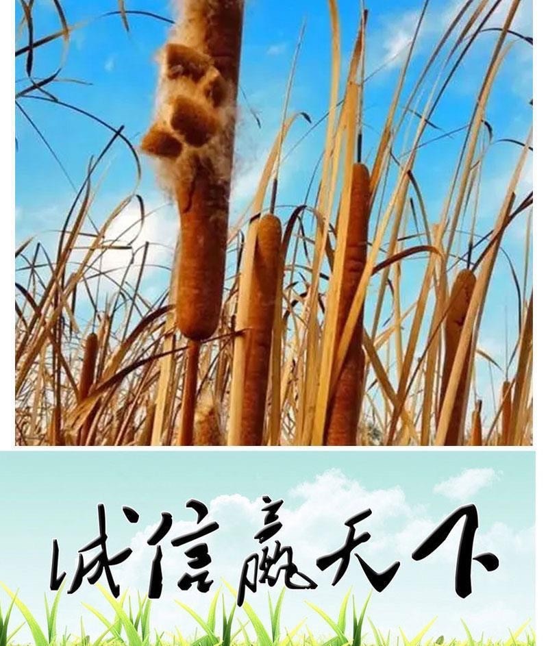 香蒲种子多年生宿根挺水型水生观赏花卉食用东方香蒲草蒲黄蒲