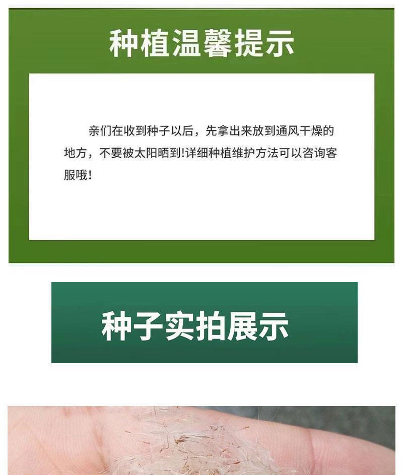 香蒲种子多年生宿根挺水型水生观赏花卉食用东方香蒲草蒲黄蒲