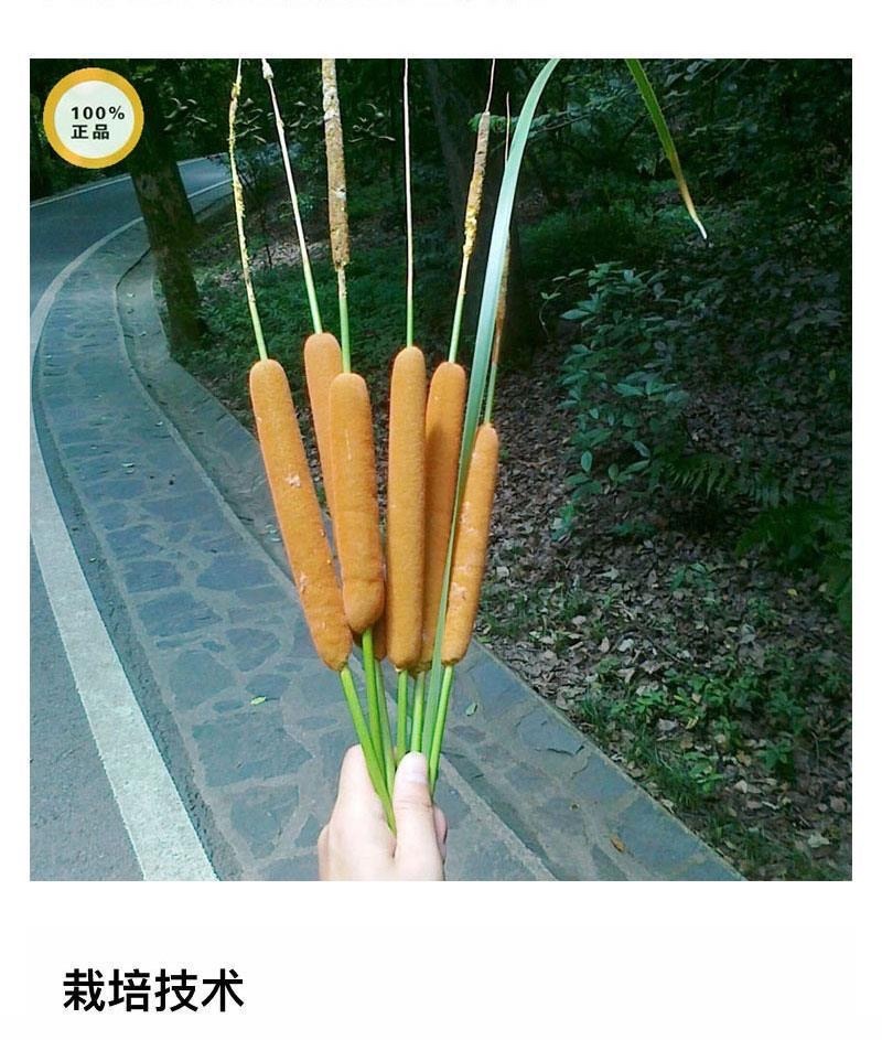 香蒲种子多年生宿根挺水型水生观赏花卉食用东方香蒲草蒲黄蒲
