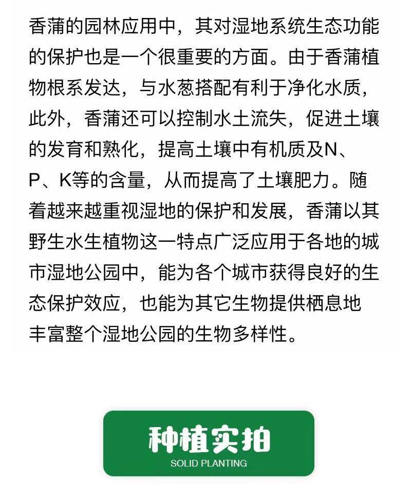 香蒲种子多年生宿根挺水型水生观赏花卉食用东方香蒲草蒲黄蒲
