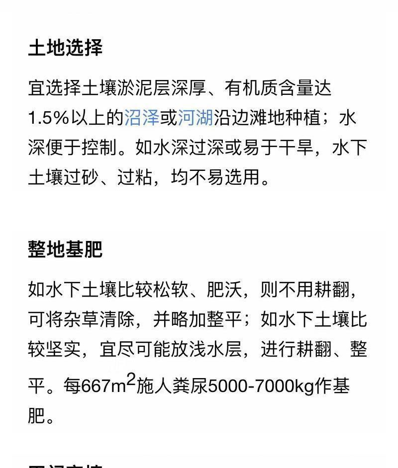 香蒲种子多年生宿根挺水型水生观赏花卉食用东方香蒲草蒲黄蒲