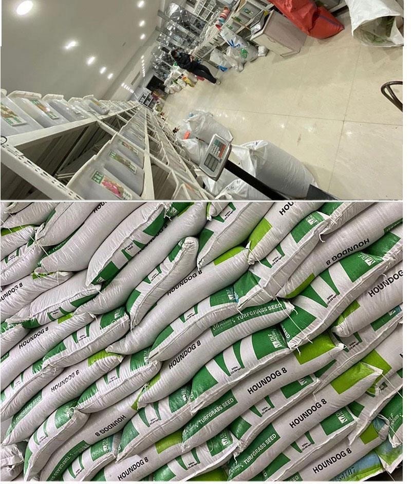 香蒲种子多年生宿根挺水型水生观赏花卉食用东方香蒲草蒲黄蒲