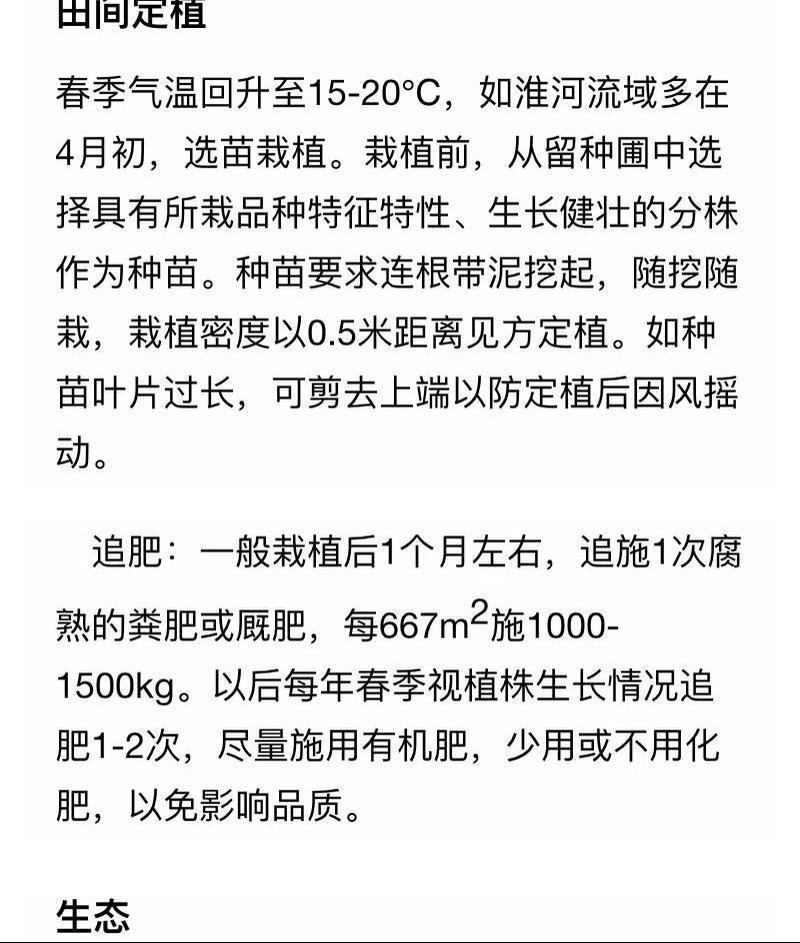 香蒲种子多年生宿根挺水型水生观赏花卉食用东方香蒲草蒲黄蒲