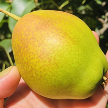 河北【优质】红香酥梨大量现货质量保证欢迎实地考察