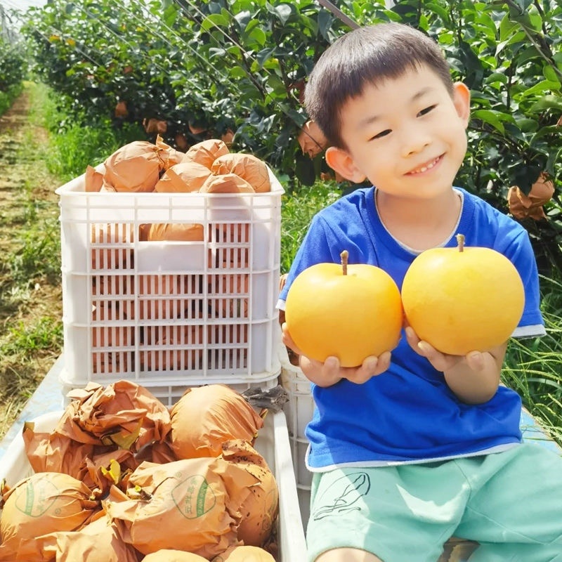 河北【优质】秋月梨产地直发大量现货欢迎实地考察采购