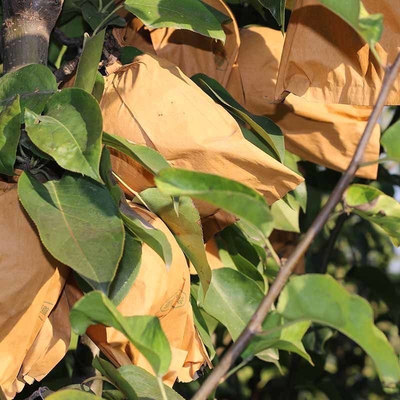 河北【优质】秋月梨产地直发大量现货欢迎实地考察采购