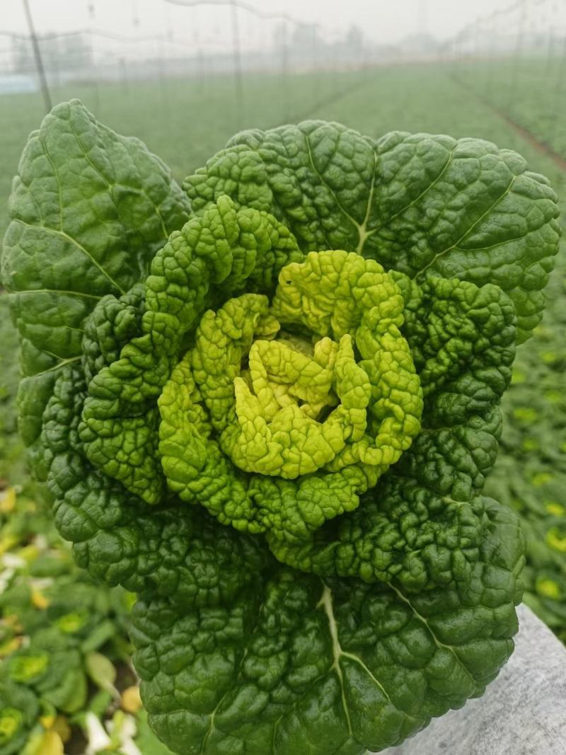 安徽黄心菜，乌塌菜，大量现货上市，质量保证