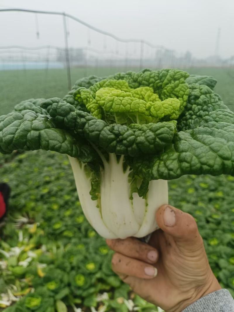 安徽黄心菜，乌塌菜，大量现货上市，质量保证