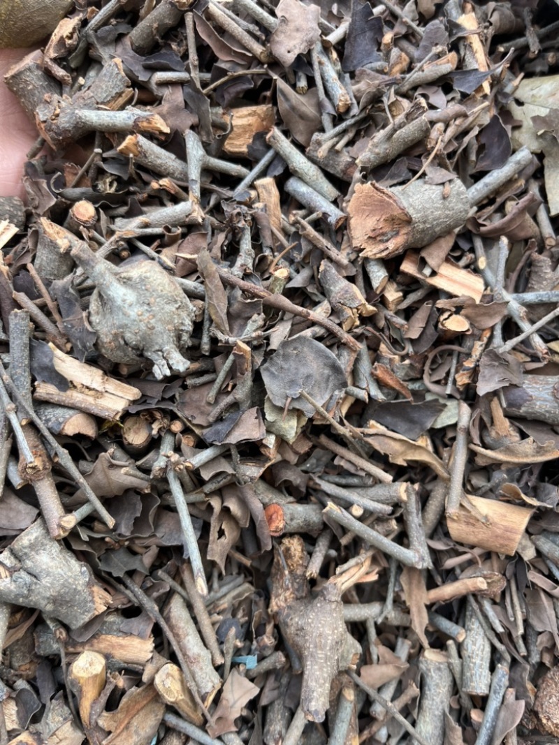 【桑寄生】广寄生产地广西量大从优文斌药材批发零售