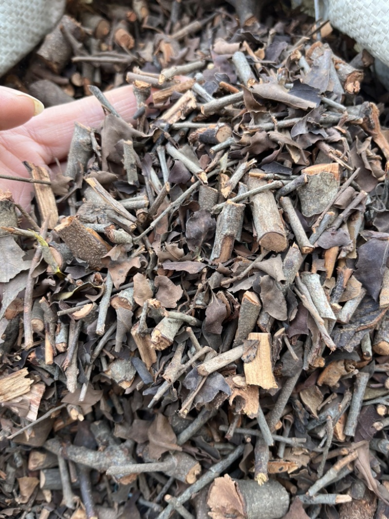 【桑寄生】广寄生产地广西量大从优文斌药材批发零售