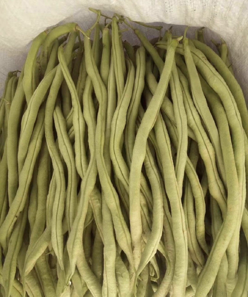 云南小金豆四季豆大量上市中长期供应电联优惠