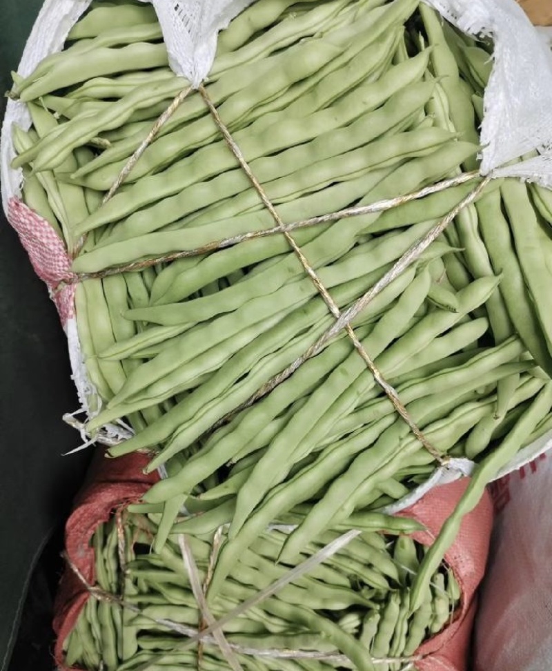 云南小金豆四季豆大量上市中长期供应电联优惠