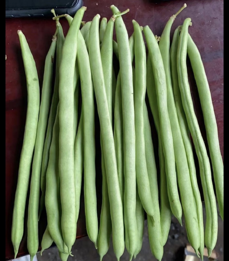 云南小金豆四季豆大量上市中长期供应电联优惠