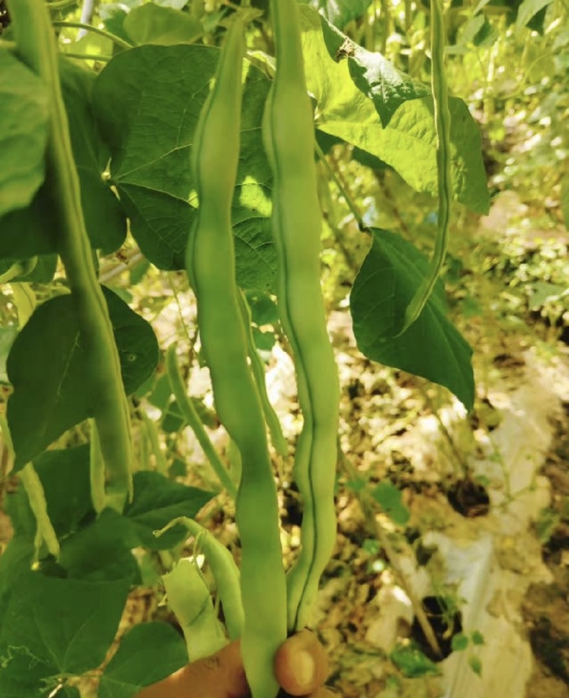 云南小金豆四季豆大量上市中长期供应电联优惠