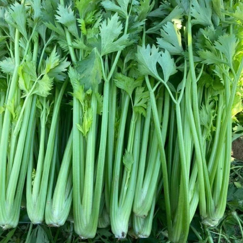 芹菜毛芹精品一手货源产地直发精加工质量保障对接