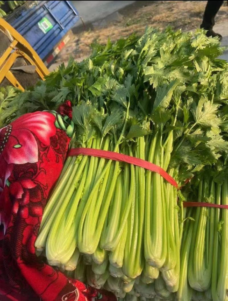 芹菜毛芹精品一手货源产地直发精加工质量保障对接
