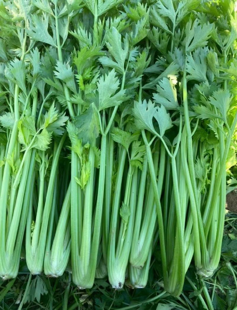 芹菜毛芹精品一手货源产地直发精加工质量保障对接