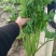 芹菜毛芹精品一手货源产地直发精加工质量保障对接